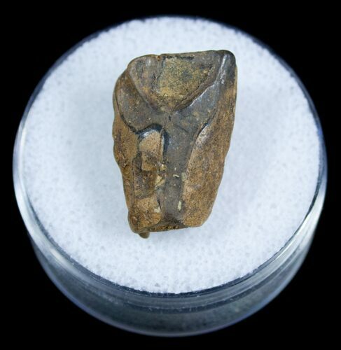 Real Triceratops Shed Tooth From Montana #3893